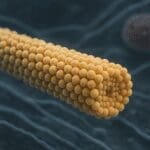 Czym jest mikrotubula