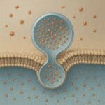 Czym jest egzocytoza