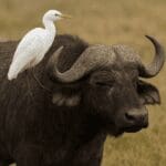 Czym jest komensalizm