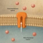 Czym jest gradient protonowy