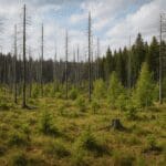 Czym jest sukcesja ekologiczna