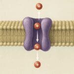 Czym jest pompa protonowa