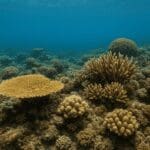 Czym jest rafa koralowa