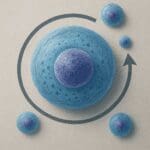 Czym jest cykl komórkowy